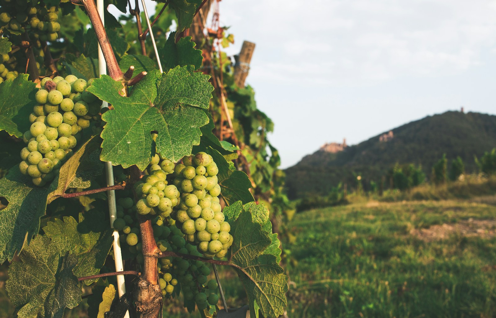 Fotografia ilustracyjna: winogrona, Armands Brants / Unsplash
